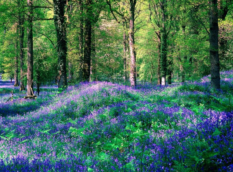 Bluebell forest in spring