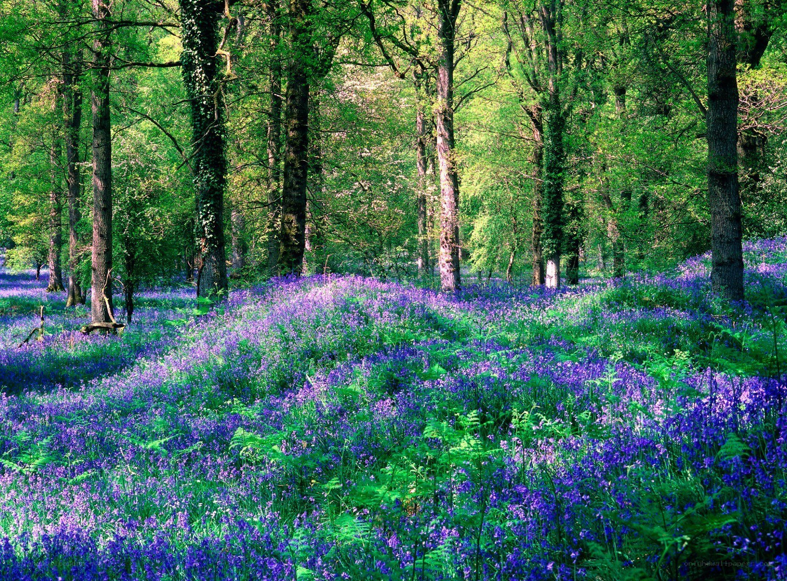Bluebell forest in spring