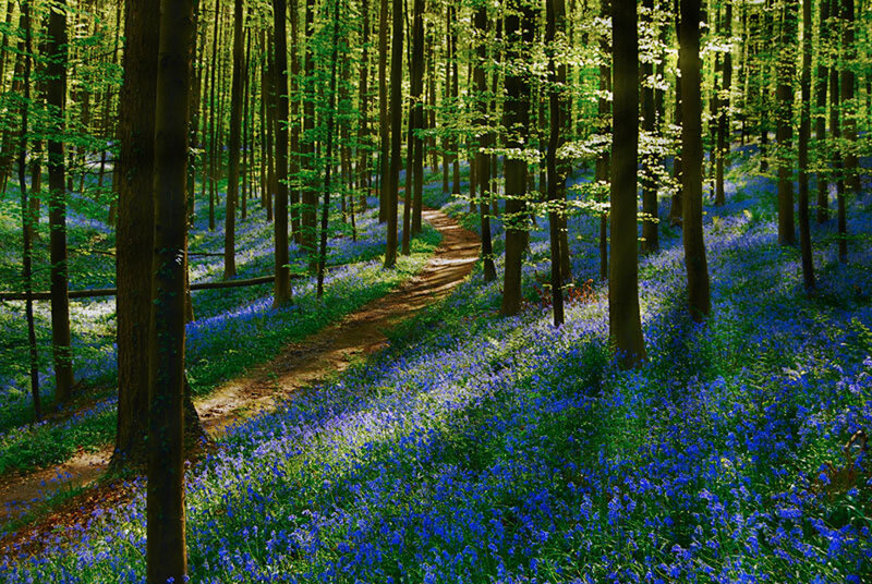 Bluebell Forest Path — Blue, Serene