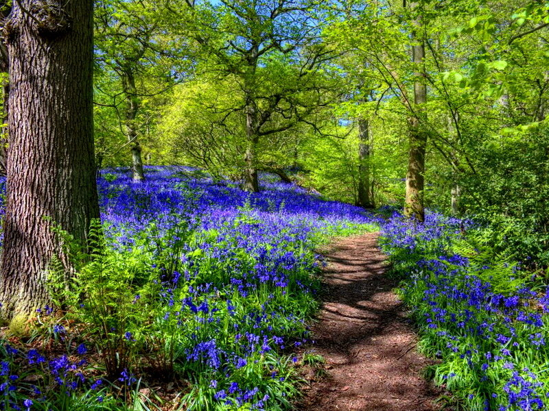 Bluebell Forest Path — Blue