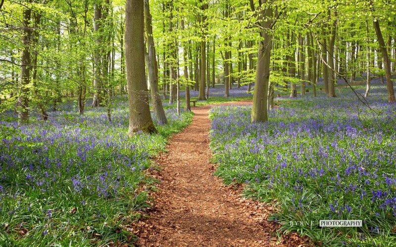 Bluebell Forest Path — Green, Serene, Spring, Photograph