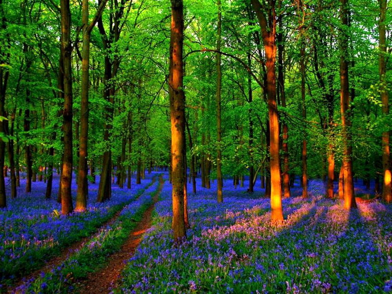 Bluebell Forest Path — Green, Serene, Spring