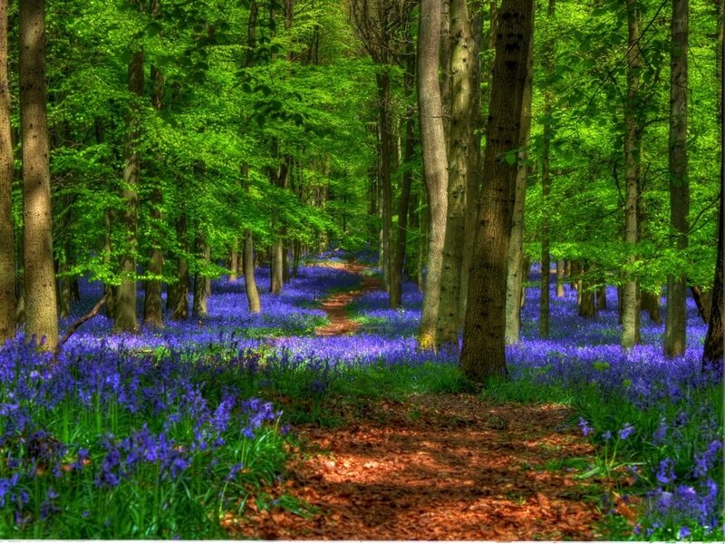 Bluebell Forest Path — Green, Serene