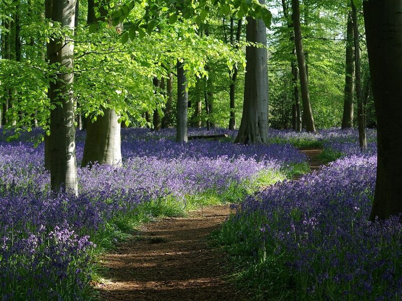 Bluebell Forest Path — Purple, Serene, Spring, Photograph