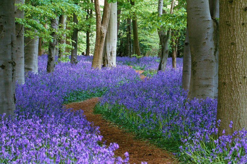 Bluebell Forest Path — Purple, Serene, Spring, Photograph, Trees, Flowers