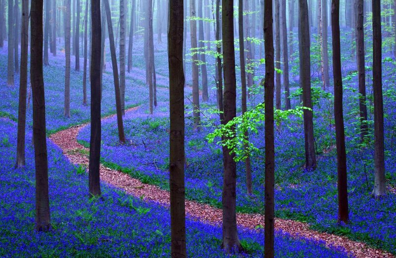Bluebell Forest Path — Purple, Serene, Spring, Photograph, Trees, Fog
