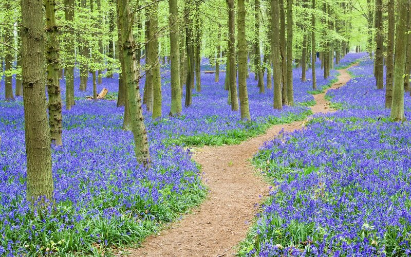 Bluebell Forest Path — Purple, Serene, Spring, Photograph, Trees