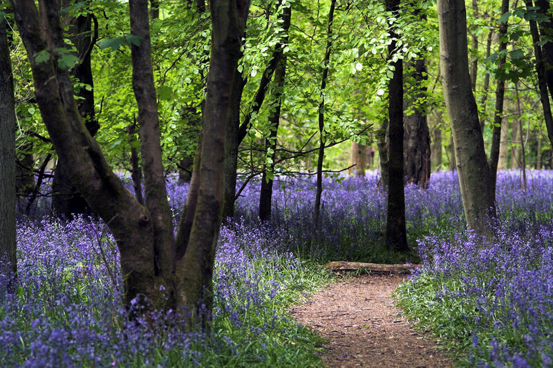 Bluebell Forest Path — Purple, Serene, Spring