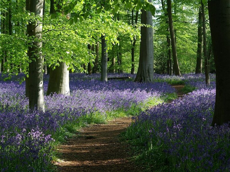 Bluebell Forest Path — Purple, Serene