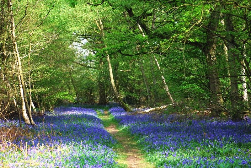 Bluebell Forest Path — Purple