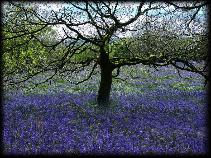Bluebell Forest with Tree