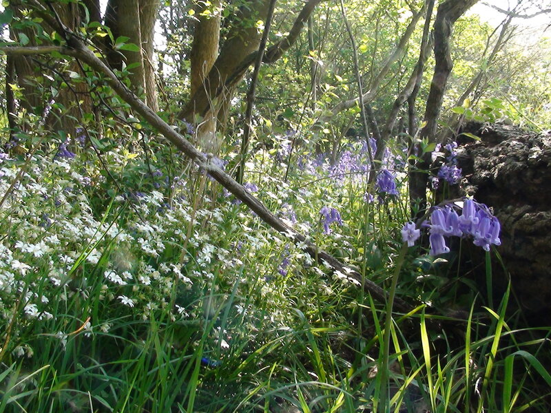 Bluebells and White Flowers