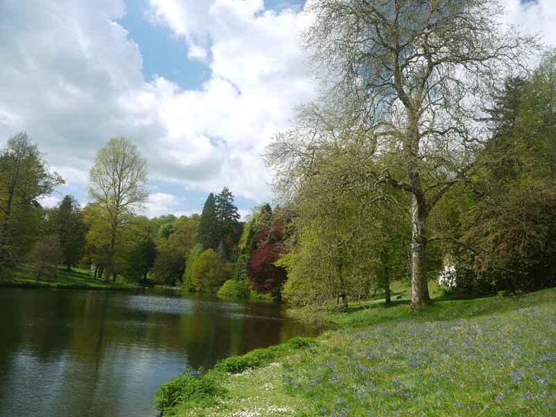 Bluebells by a Lake — Green