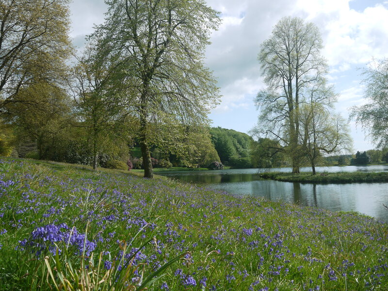 Bluebells by a Lake