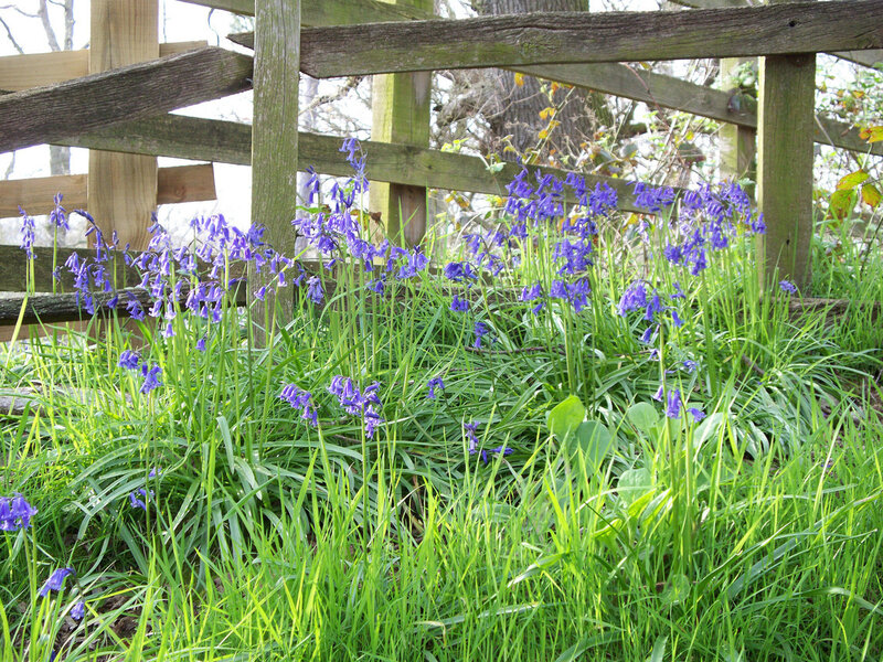 Bluebells by a wooden fence