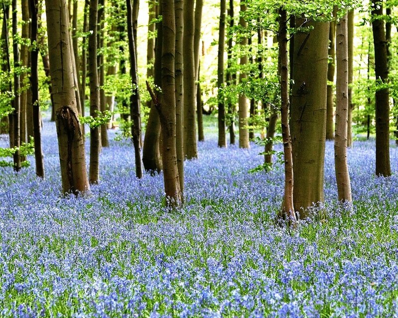Bluebells in a beech forest