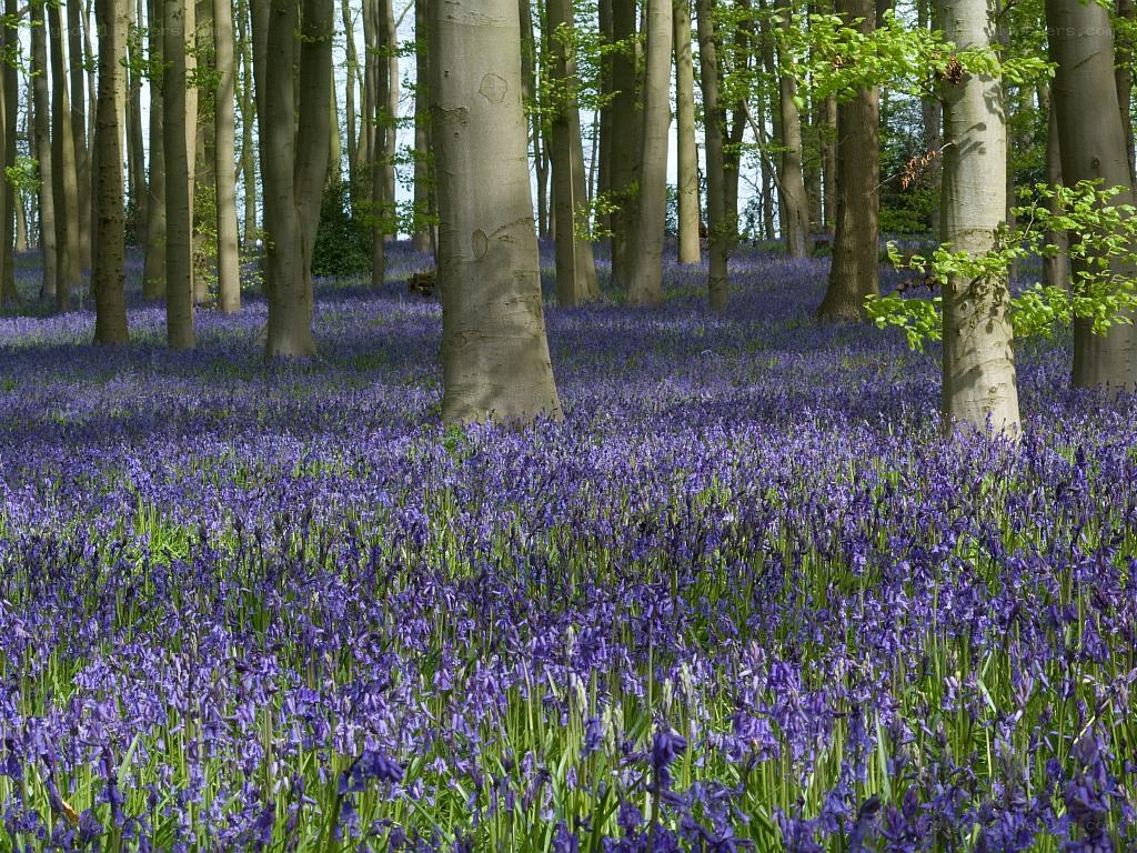 Bluebells in a forest
