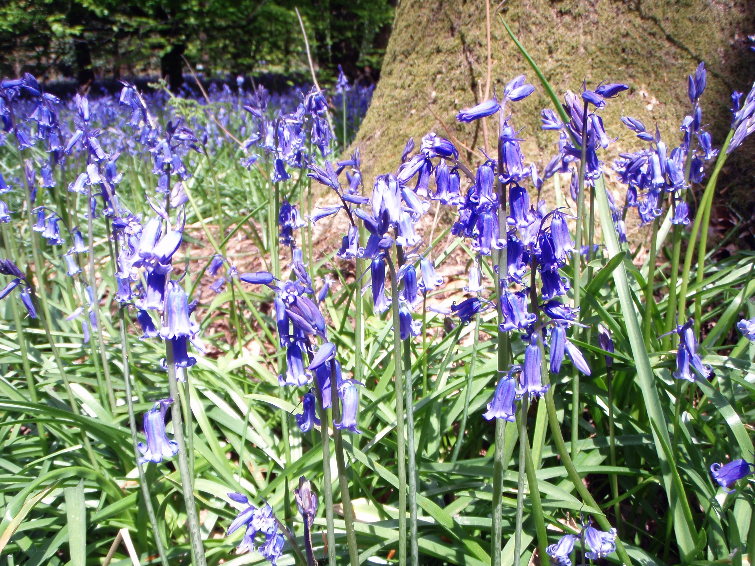 bluebells in a forest