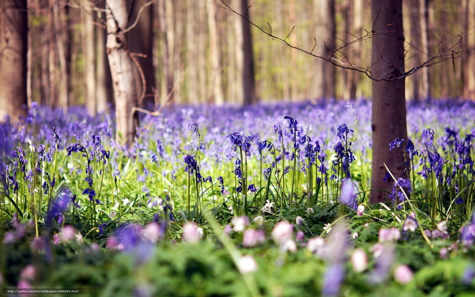 Bluebells in a forest