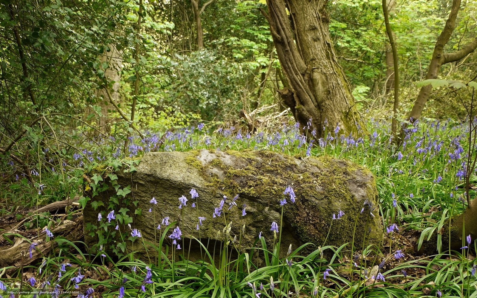 Bluebells in a forest