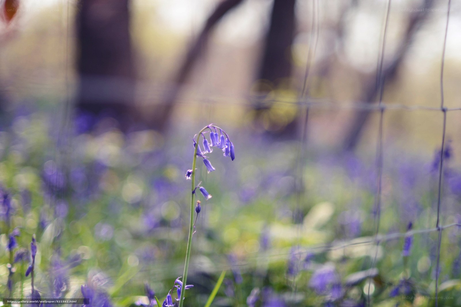 Bluebells in a forest