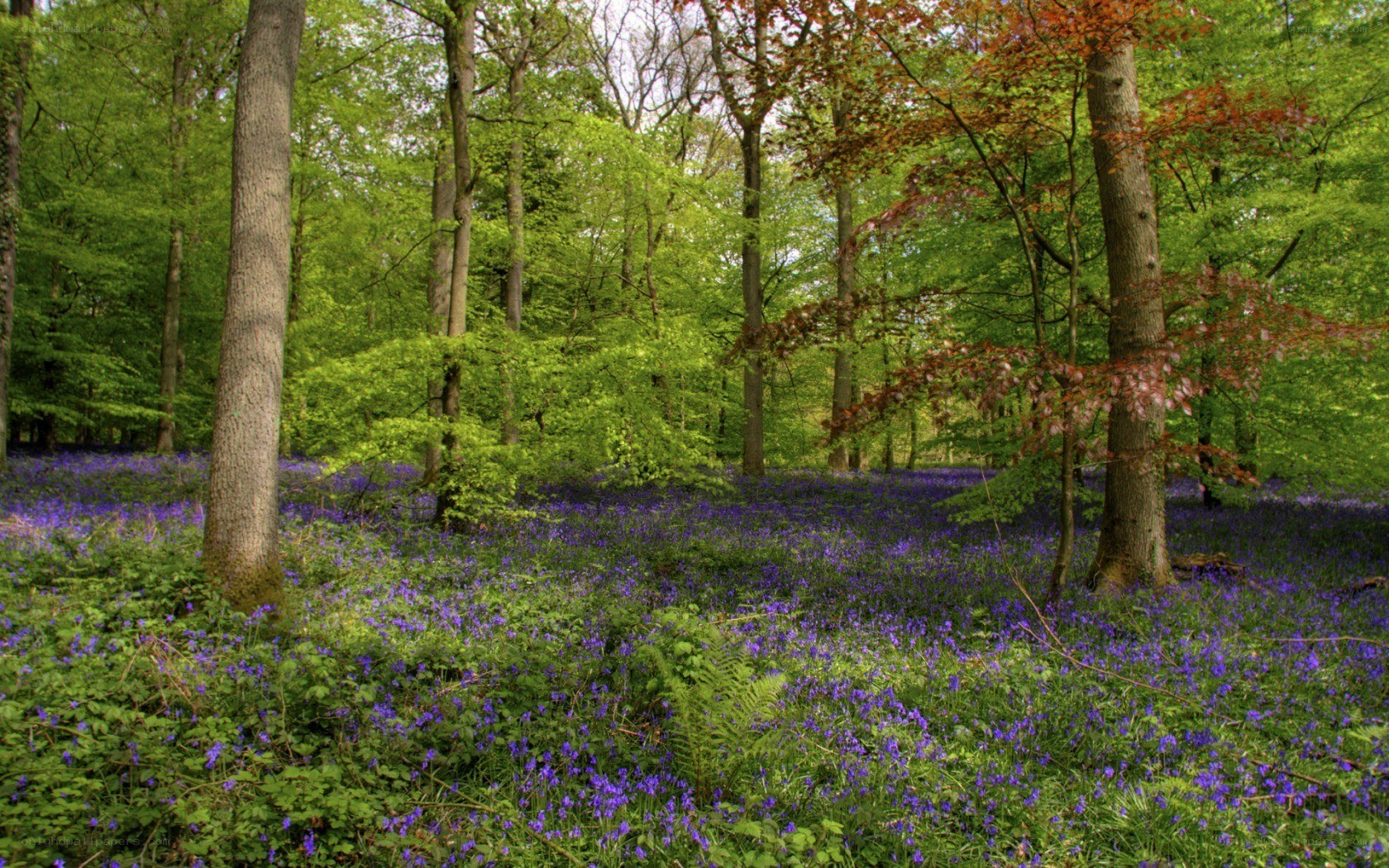 Bluebells in a forest