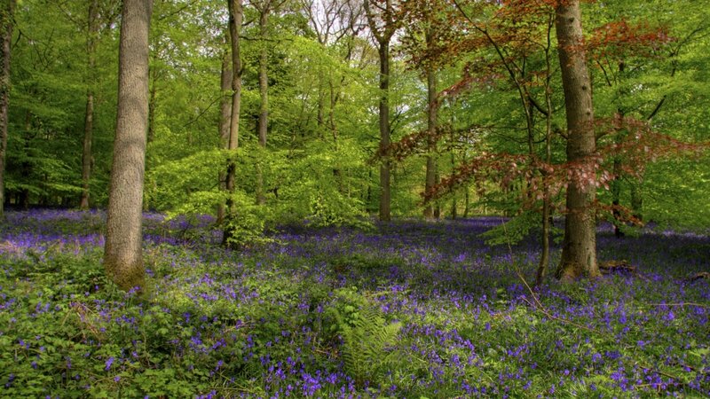 Bluebells in a forest
