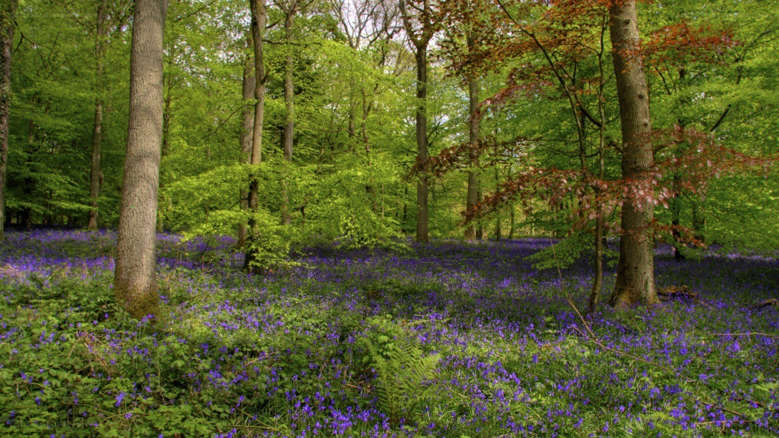 Bluebells in a forest