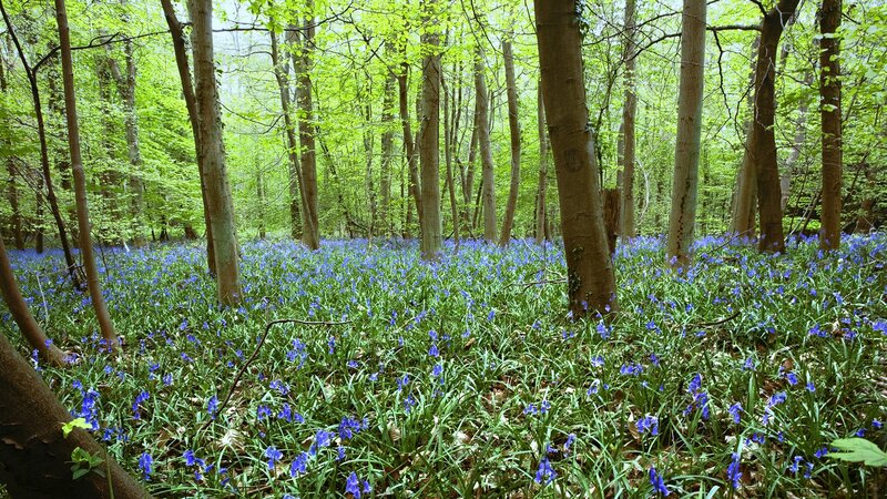 Bluebells in a forest