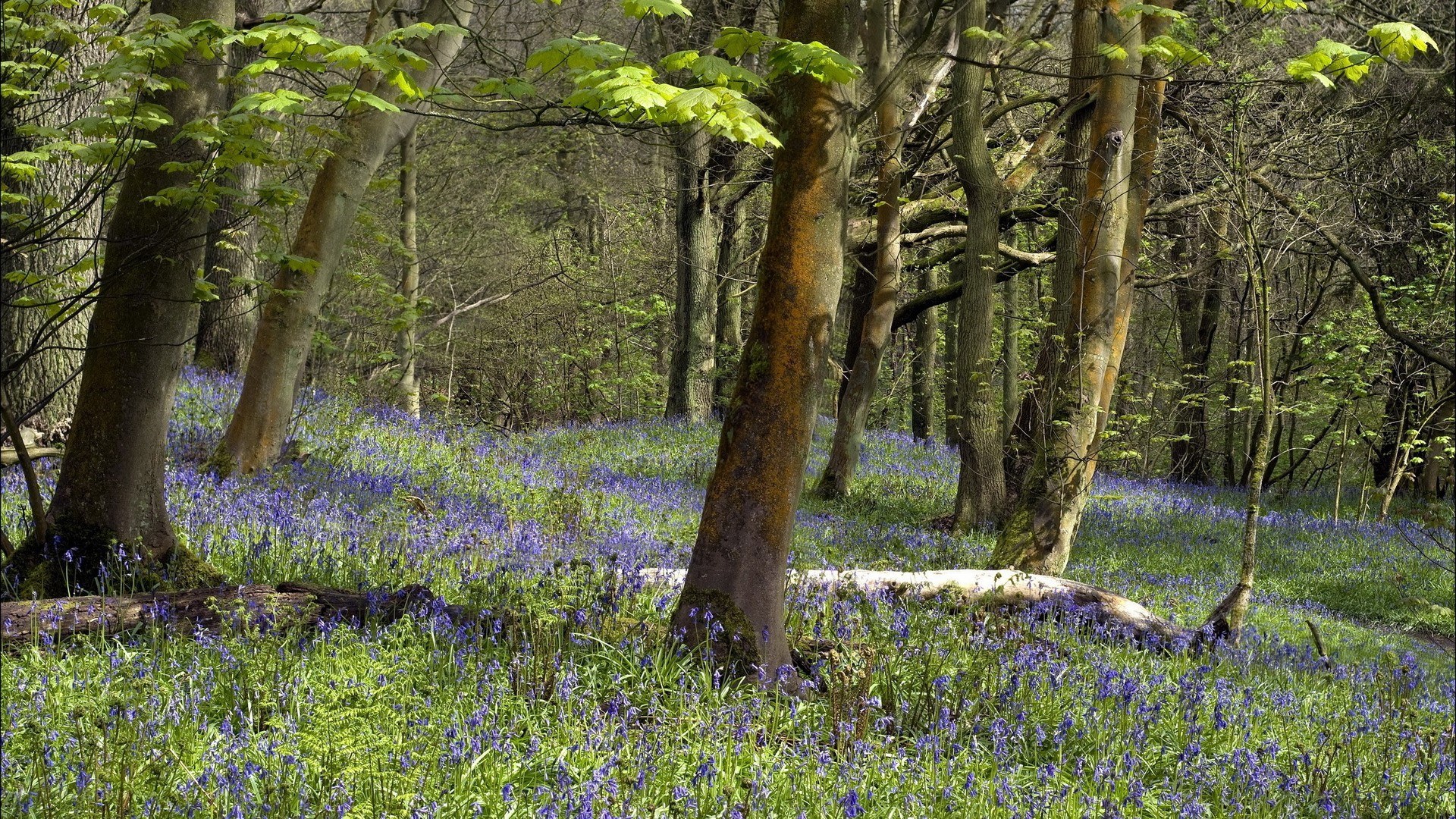 Bluebells in a forest