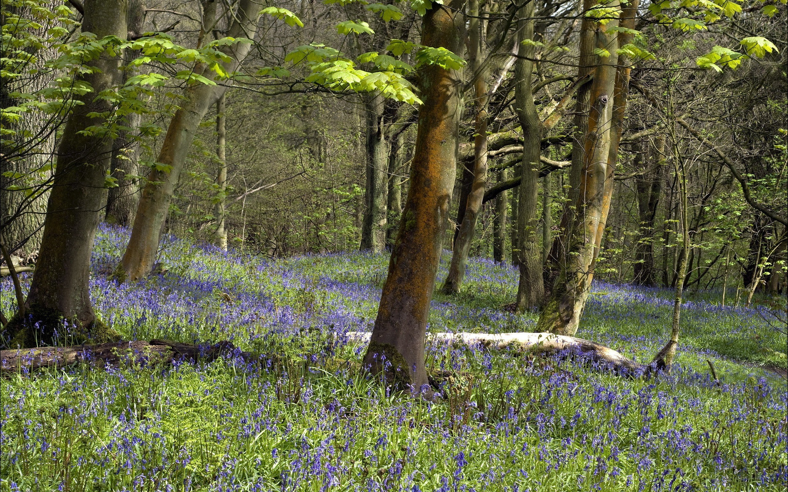 Bluebells in a forest