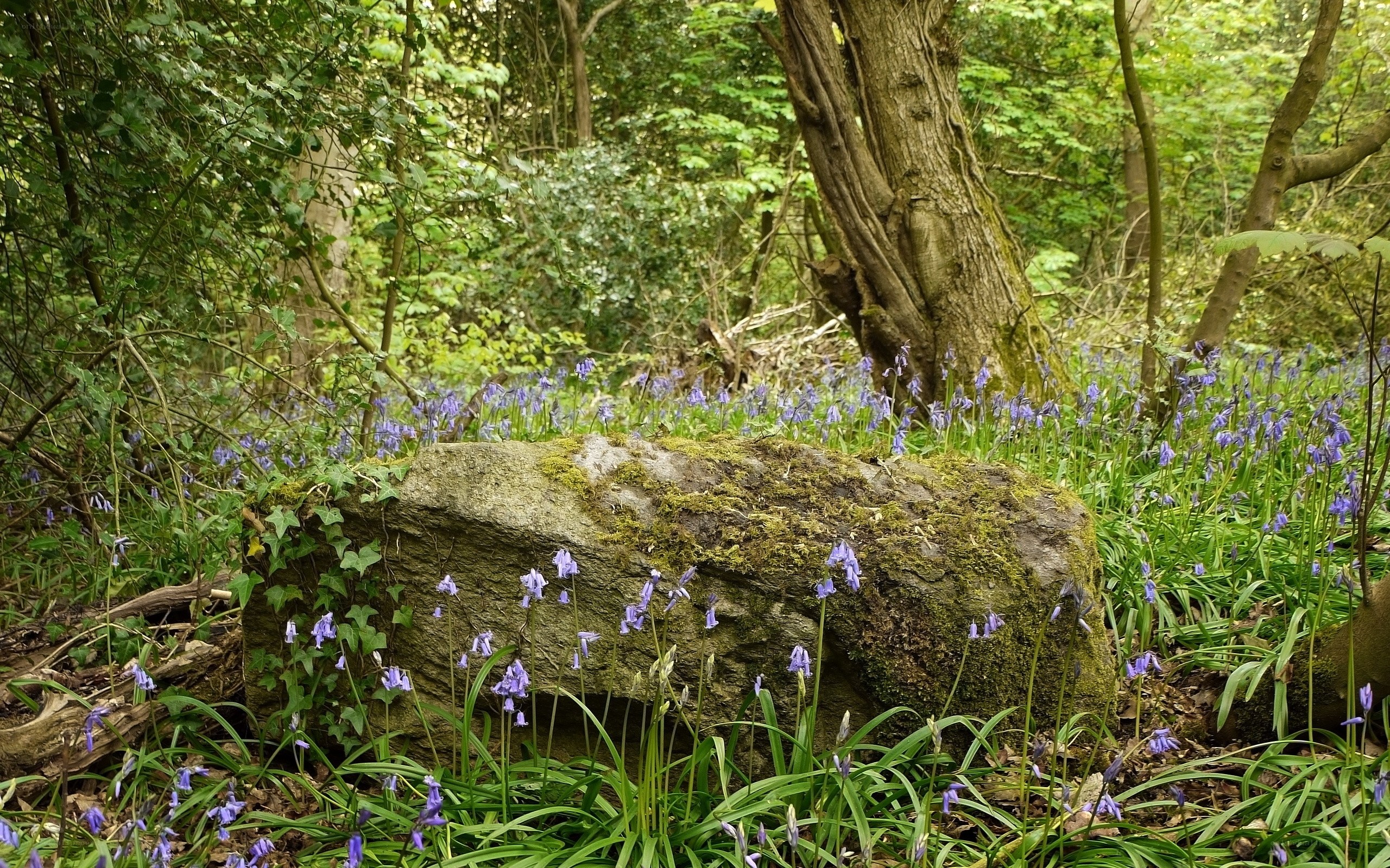 Bluebells in a forest clearing