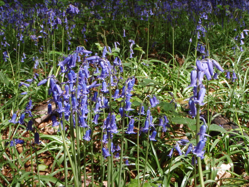 Bluebells in a Forest — Purple