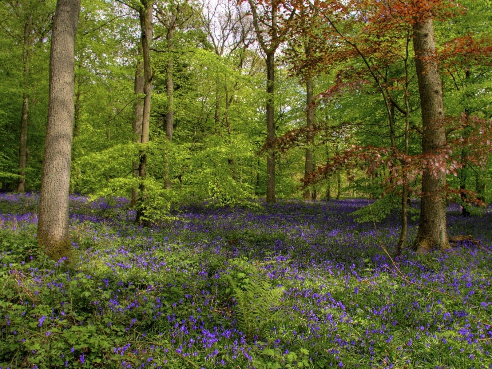 Bluebells in a forest