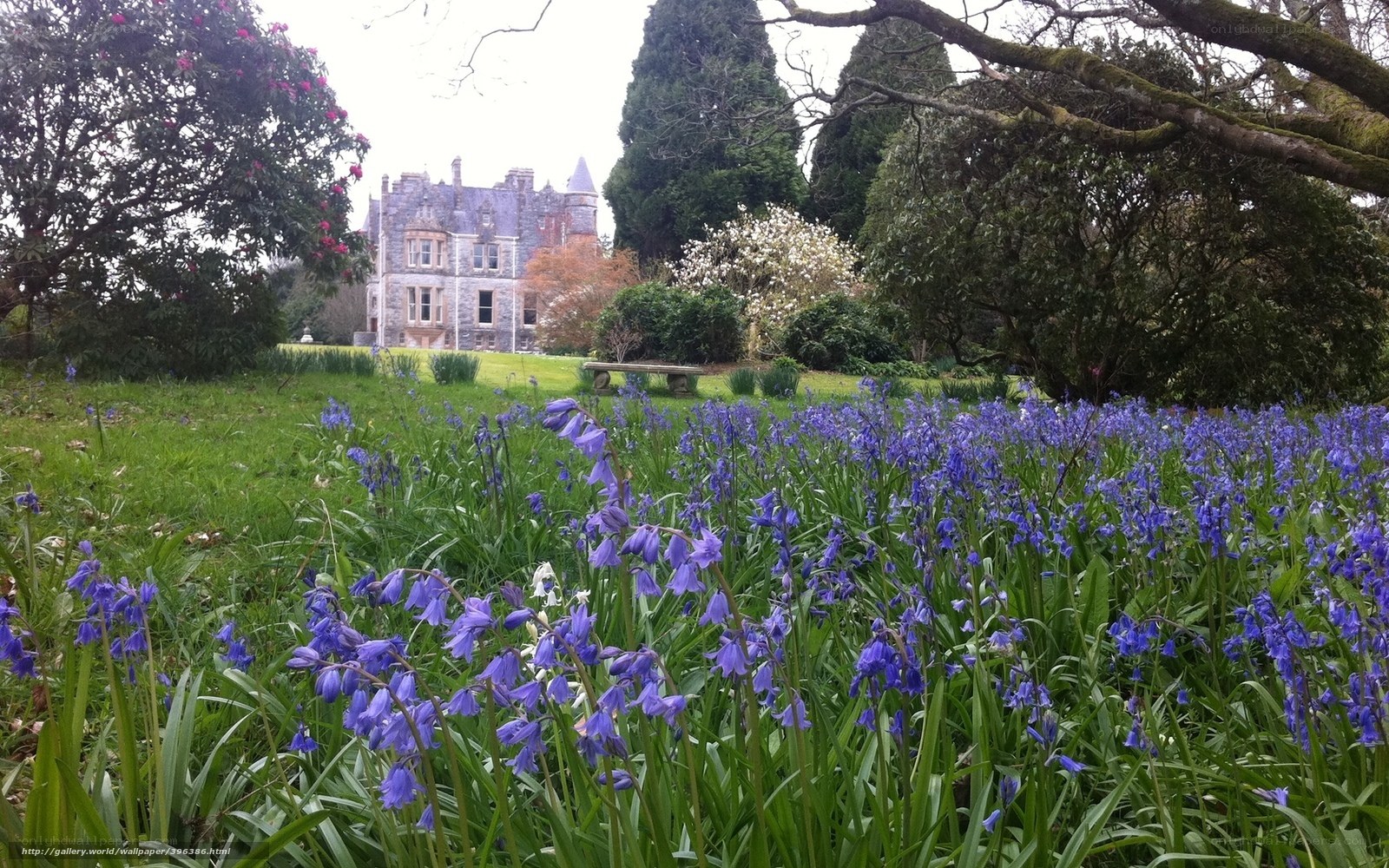 Bluebells in a garden with a castle