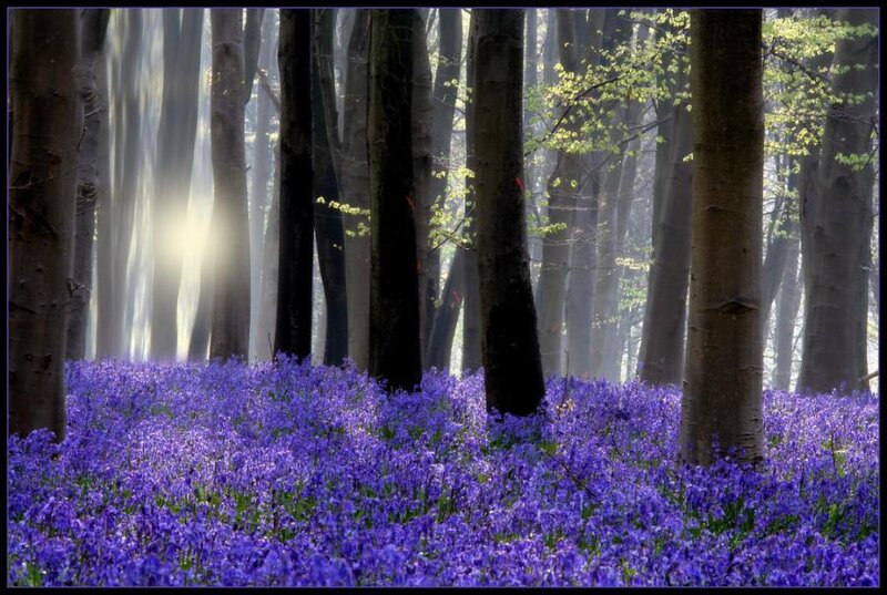 Bluebells in a misty forest