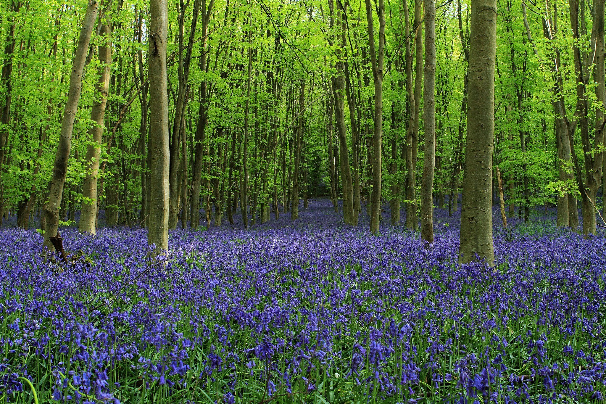 Bluebells in a spring forest