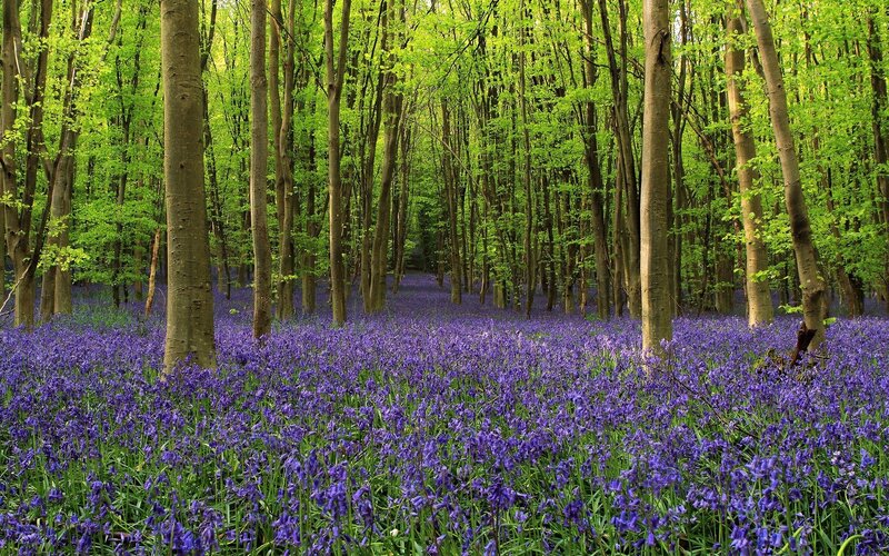 Bluebells in a spring forest