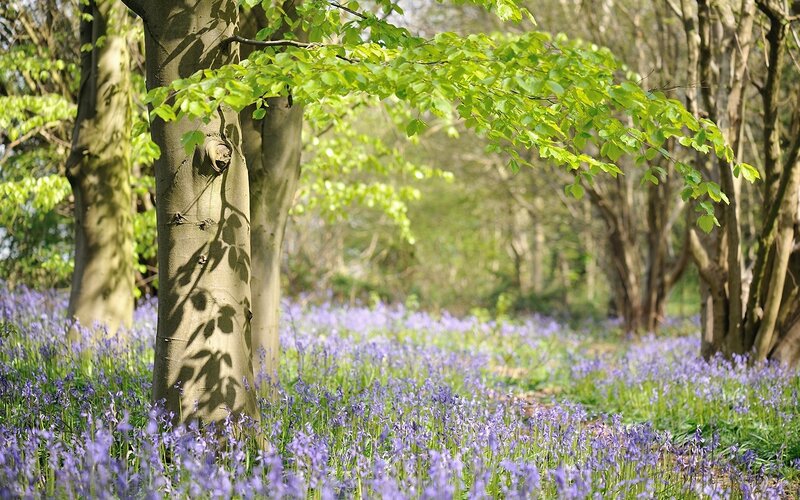 Bluebells in a sunlit forest