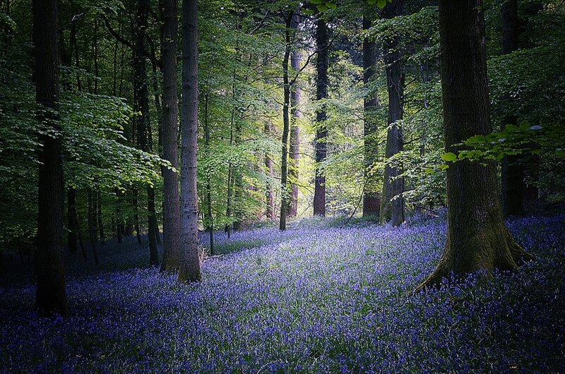 Bluebells in a sunlit forest