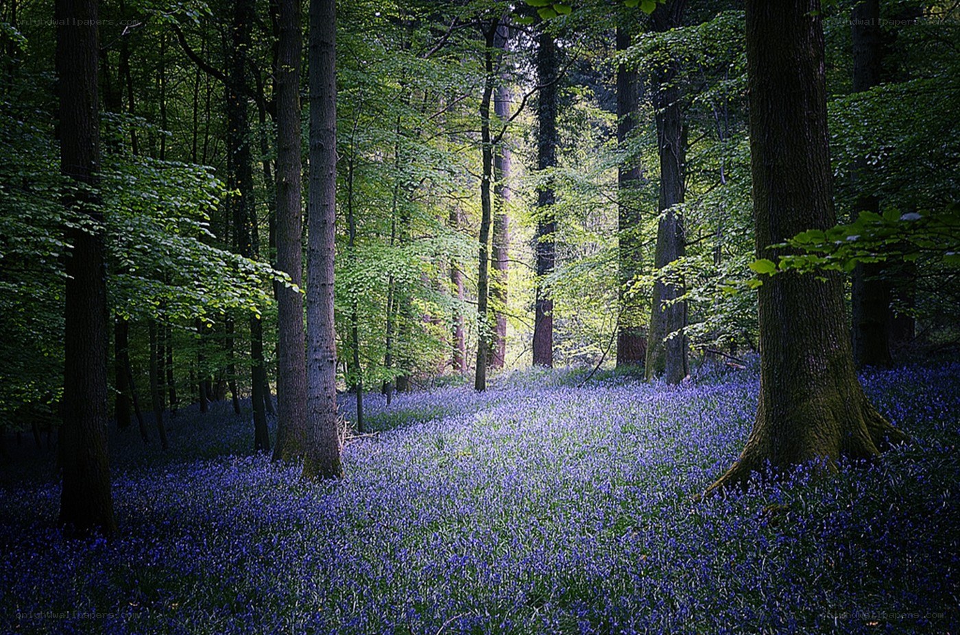 Bluebells in a sunlit forest