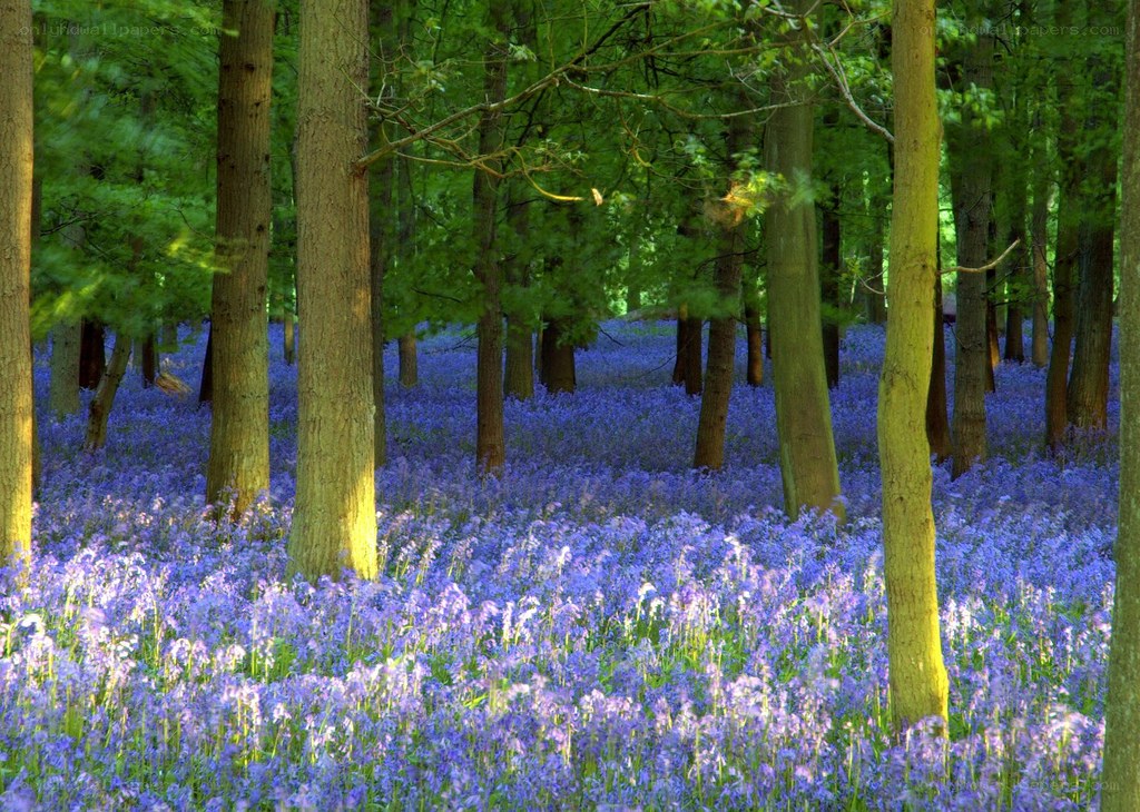 Bluebells in a sunlit forest