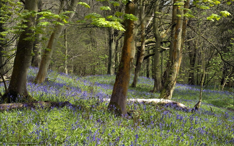 Bluebells in a sunlit forest