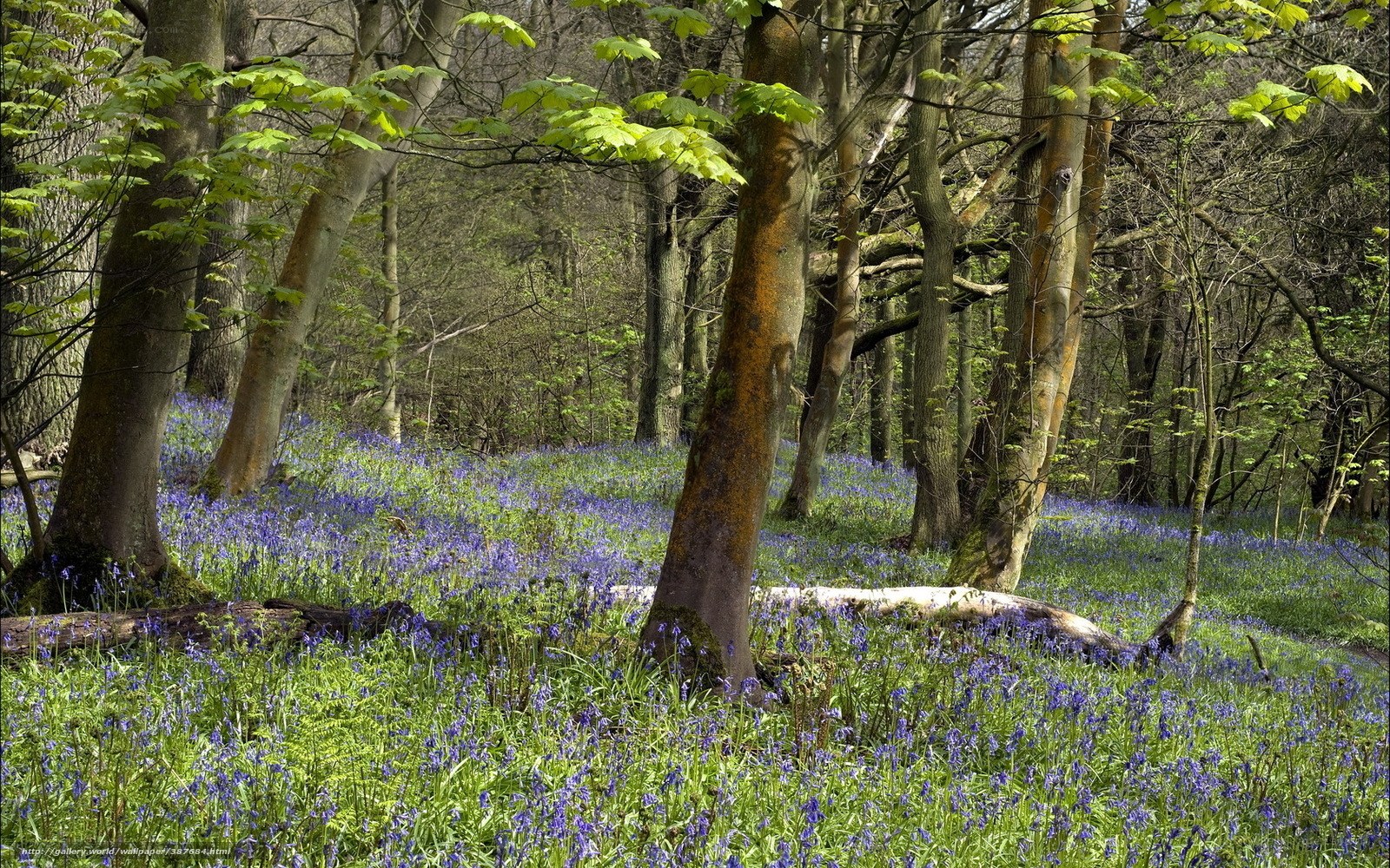 Bluebells in a sunlit forest