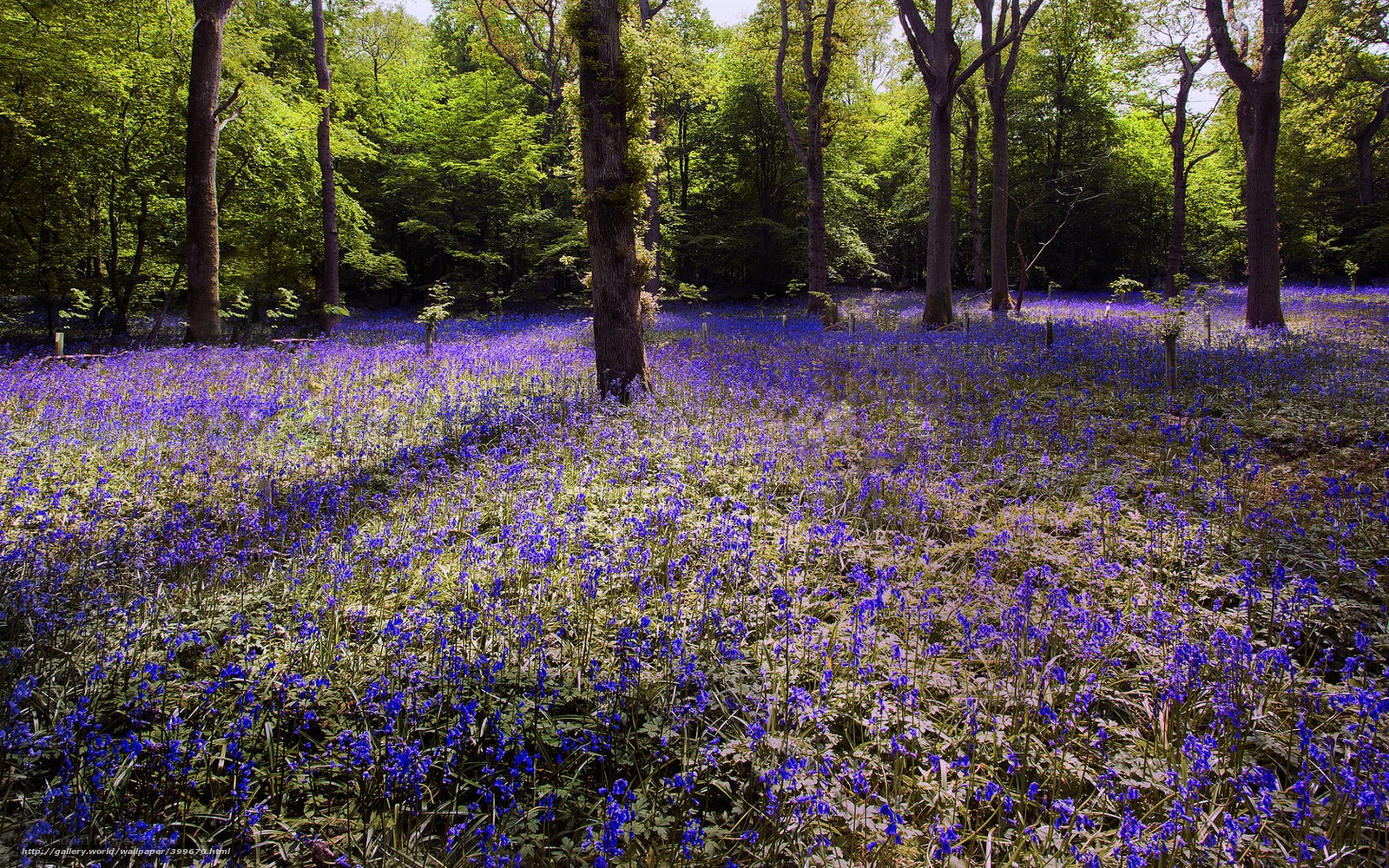 Bluebells in a sunlit forest