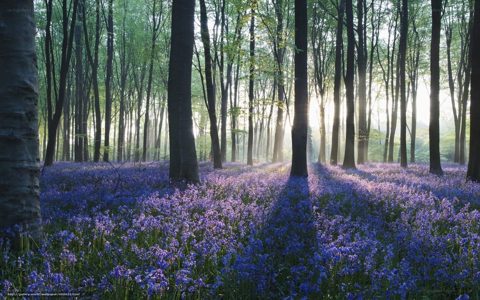Bluebells in a sunlit forest
