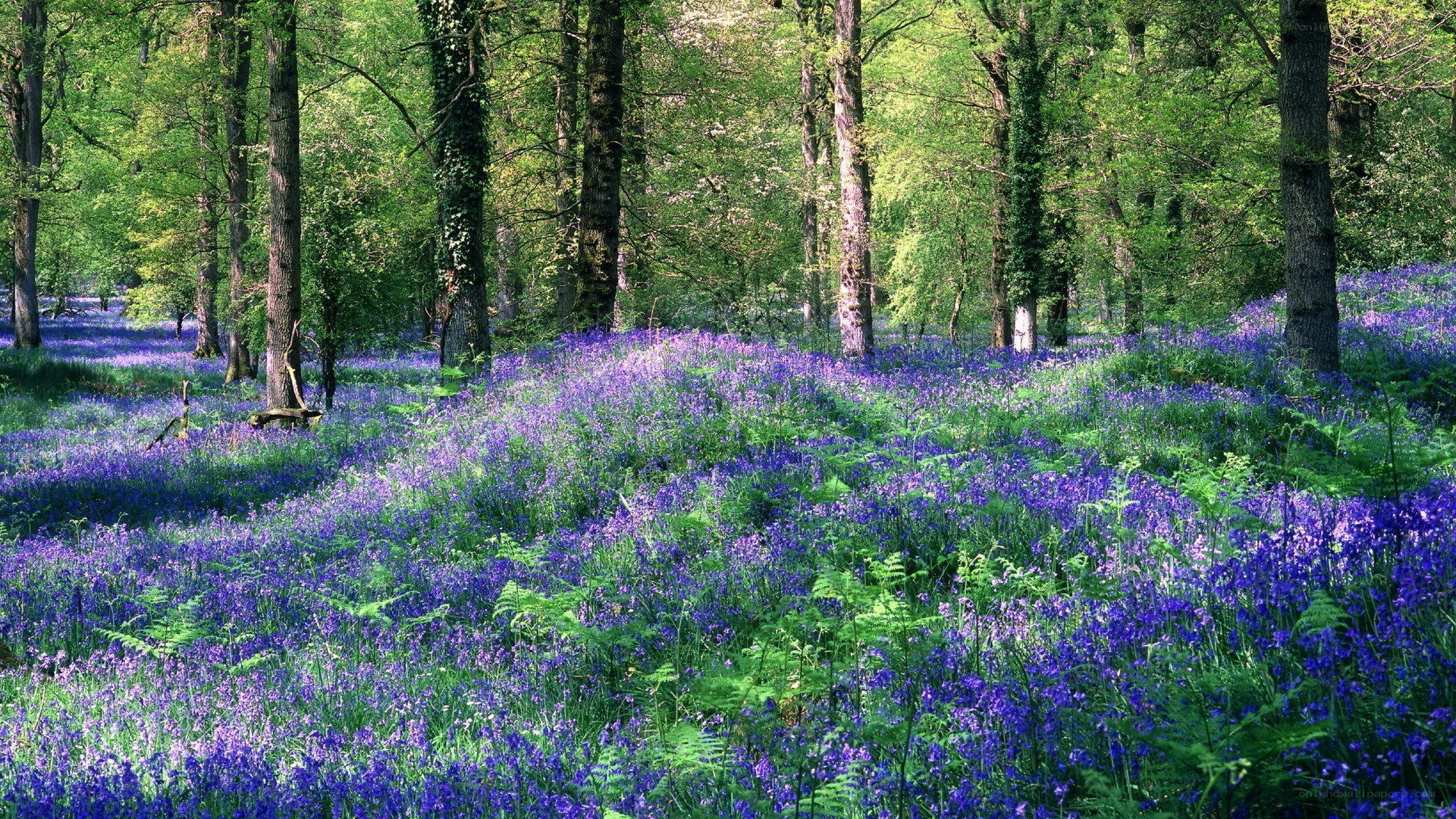 Bluebells in a sunlit forest