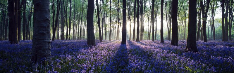 Bluebells in a sunlit forest