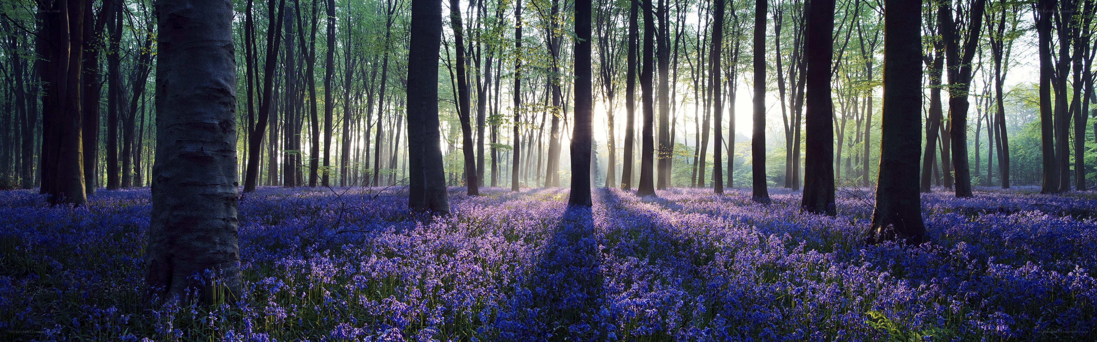 Bluebells in a sunlit forest