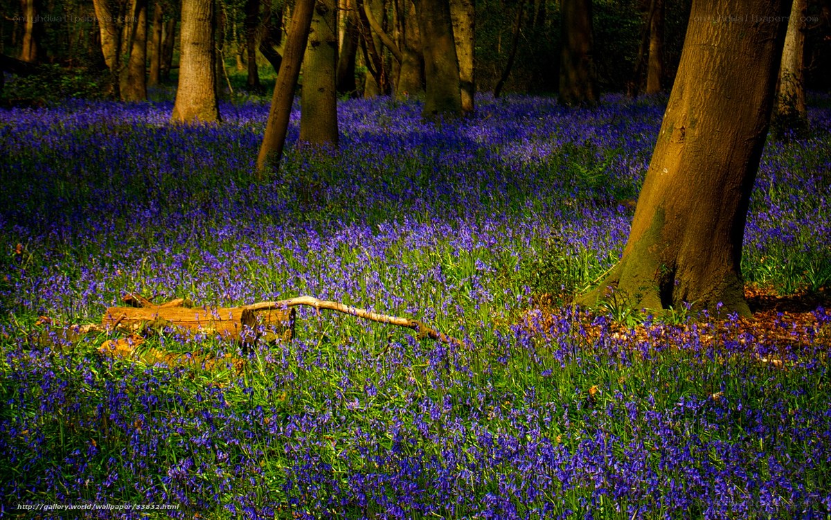 Bluebells in a sunlit forest